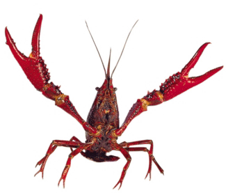 whats_cooler_than_a_dancing_crayfish-40429